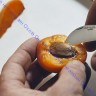 Нож Opinel серии Nomad Cooking N°07 Chestnut для каштанов и чеснока, клинок 4см, нерж. сталь, рукоять-каштан, коробка, 002360