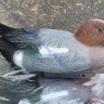 Sport Plast чучело свиязь плавающей (cелезень), нескладное, пластик, утяжелитель-киль, OS05
