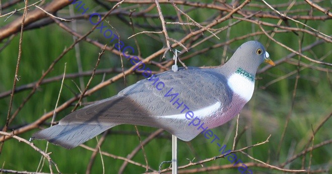 Sport Plast чучело голубя вяхиря, полукорпусное, крепеж на палку, пластик, матовое, IM-208